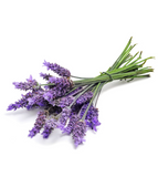Lavender doTERRA 15 mL Essential Oil